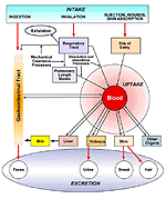 figo1s.gif (13740 bytes)